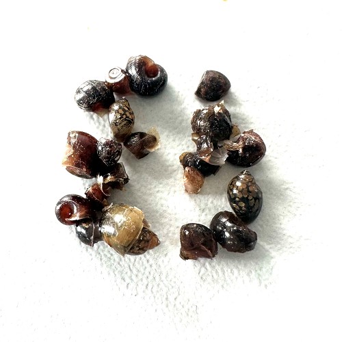 Bladder snails 90 ml.